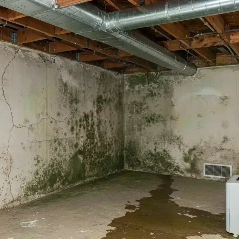 Professional Mold Removal in Independence, MN